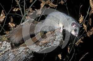 Edible or Fat dormouse, Glis glis