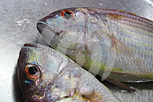 Edible fishes placed on a plate