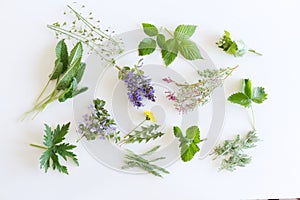 Edible flowers collection isolated on white background. Fresh kitchen herbs .Food concept.Folk medicine.Botanical, natural, herb,