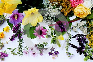 Edible flowers collection isolated on white background. Top view