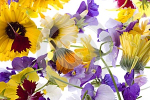 Edible Flowers Isolated