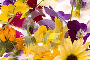 Edible Flowers Isolated