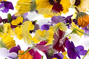 Edible Flowers Isolated