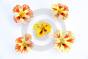 Edible flowers isolated on white background: 5 yellow, orange, r