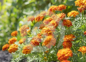 Edible flowers, marigolds in garden