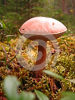 Edible forest mushroom. Beautiful, large, smooth boletus. Find in the forest. Good luck mushroomer. Mushroom with a red foot and