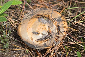 edible forest mushroom Suillus luteus
