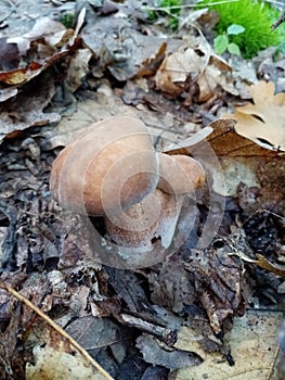 Edible forest mushrooms