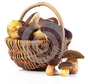 Edible forest mushrooms in a basket