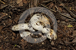 Edible forest mushrooms closeup.  Milk mushrooms or milky cups Latin: Lactarius resimus grows in the forest from under leaf