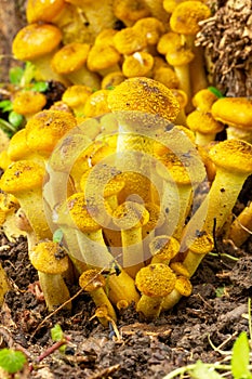 Edible forest Mushrooms honey agaric Growing At The Roots Of The Tree In The Autumn Forest