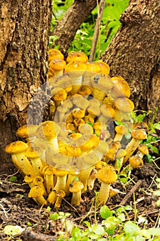 Edible forest Mushrooms honey agaric Growing At The Roots Of The Tree In The Autumn Forest