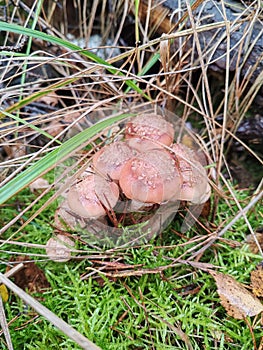 Edible forest mushrooms photo with forest moss