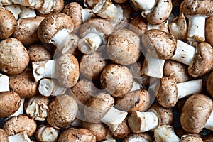 Edible fresh chestnut mushroom