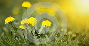 Edible fresh yellow blowball dandelion flowers