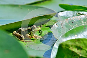 Edible frog eating water plants