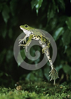 Edible Frog or Green Frog, rana esculenta, Adult leaping