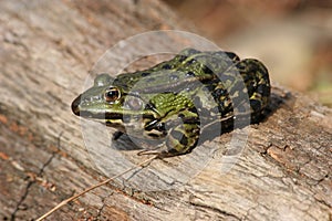 Edible Frog (Pelophylax