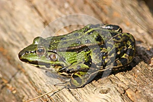 Edible Frog (Pelophylax