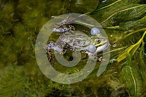 Edible frog, Pelophylax esculentus