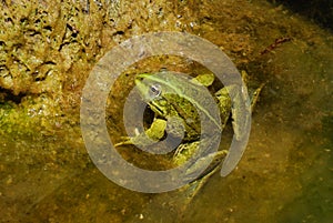 Edible Frog - Pelophylax kl. esculentus