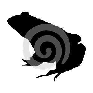 Edible Frog Pelophylax kl. esculentus Silhouette Vector Found In Map Of Europe