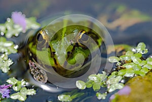 Edible Frog in pond close-up