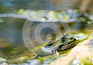 Edible Frog in pond close-up