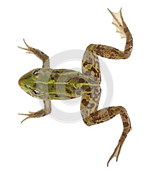 Edible Frog, Rana esculenta