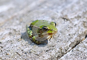 Edible frog ( Rana esculenta)