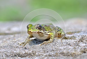 Edible frog ( Rana esculenta)