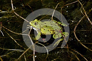 Edible Frog, rana esculenta, Male, Pond in Normandy