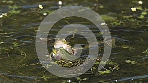Edible Frog, rana esculenta, Males Leaping, Male calling with inflated vocal sacs, Pond in Normandy in France