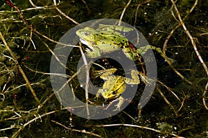 Edible Frog, rana esculenta, Pair, Pond in Normandy