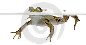 Edible Frog, Rana esculenta, in water photo