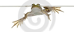Edible Frog, Rana esculenta, in water photo