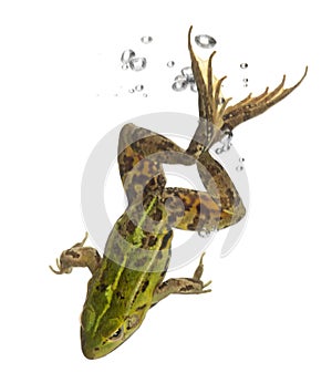 Edible Frog, Rana esculenta, in water