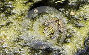 Edible frog sitting in a pond