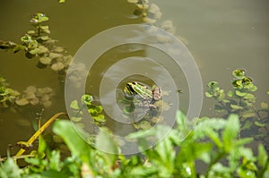 Edible Frog swimming in the water