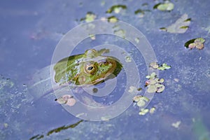 Edible frog is watching from the water in the lake.