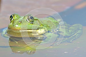 Edible Frog on Water