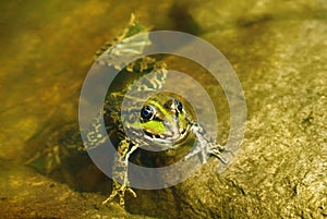 Edible frog in water