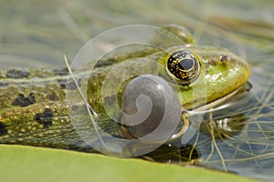Edible Frog on Waterlily leaf