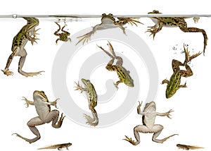Edible Frogs and tadpoles swimming