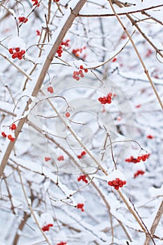 Edible frozen red viburnum berries on a bush covered with snow in winter