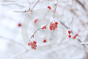 Edible frozen red viburnum berries on a bush covered with snow in winter