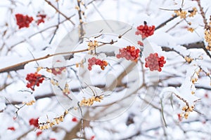 Edible frozen red viburnum and yellow sea buckthorn aka hippophae rhamnoides berries on a bush covered with snow in