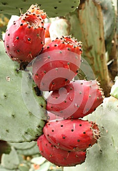 Edible fruit of cactus