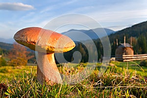 Edible fungi