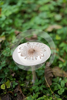 Edible fungi, delicious parasol mushroom growing in the wilderness